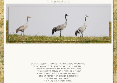 binagreene-baltic-cranes700webviewlayout